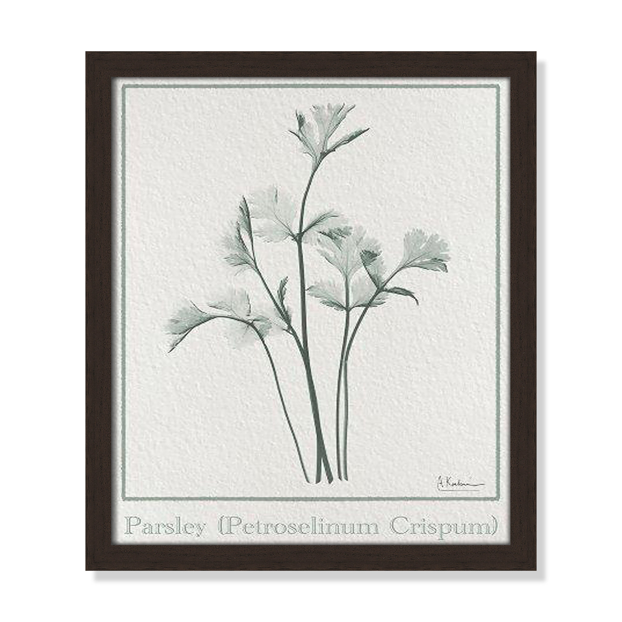 Parsley II Framed On Paper by Albert Koetsier Print, Open Grain Walnut Framed Paper, 15" H x 13" W x 1.25" D