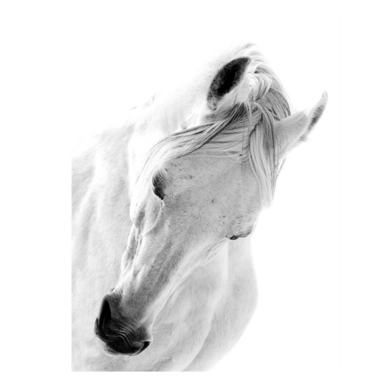Le cheval blanc I de Sofia Fox - photographie, Plexi, H 40 po x l 30 po x P 1,5 po