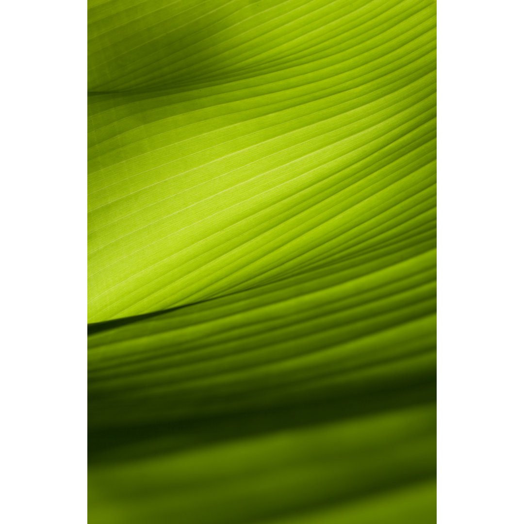 Closeup View Of A Green Banana Leaf von Malerapaso - Leinwanddrucke