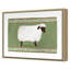 Sheep Print by Gibson, Dana-1354024792