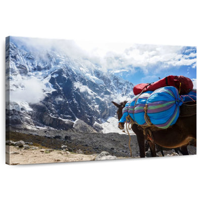 Peruvian Mountain Donkey