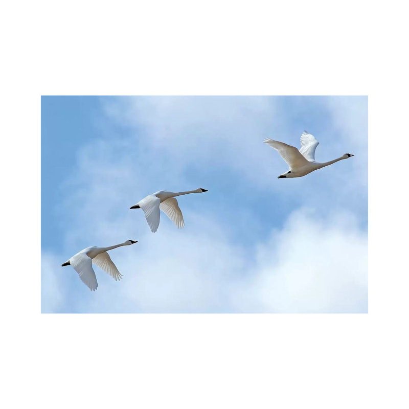 «Swan Flight» par Brian Wolf - photographie sur toile tendue, H 18 po x l 26 po x P 1,5 po