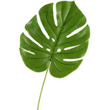 Split Leaf Philo Arrangement