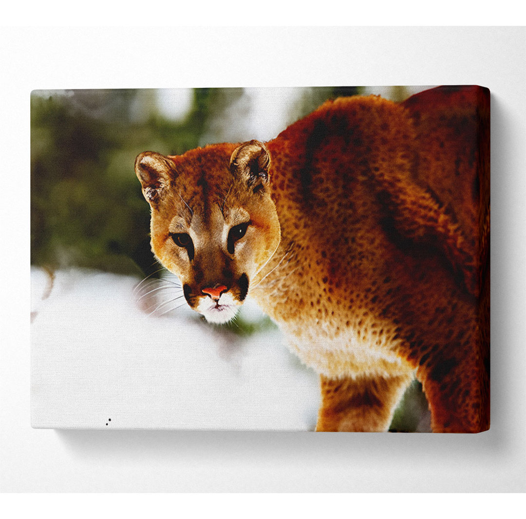 Florida Panther im Schnee - Kunstdrucke auf Leinwand - Wrapped Canvas