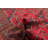 Teimani Red Rug 3'8" x 6'9"