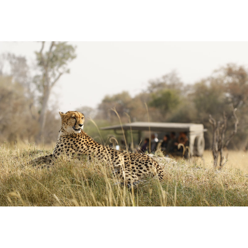 Animal Cheetah Wildlife Safari Drive Savanna Nature Cat Africa Grass - Wrapped Canvas Print, 81cm H x 122cm W
