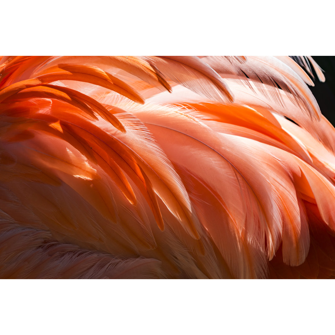 Flamingo Feather von Zocha_K - Kunstdrucke