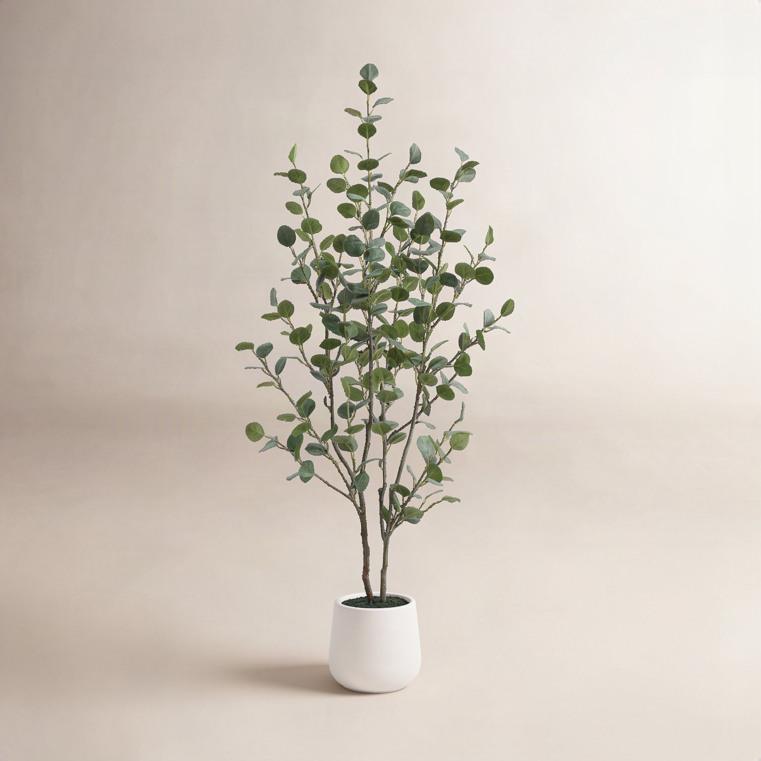 Adalia Eucalyptus Tree in Pot, 60" H x 20" W x 20" D