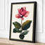 Magnolia Study Botanical - Wrapped Canvas-394435351-394435352