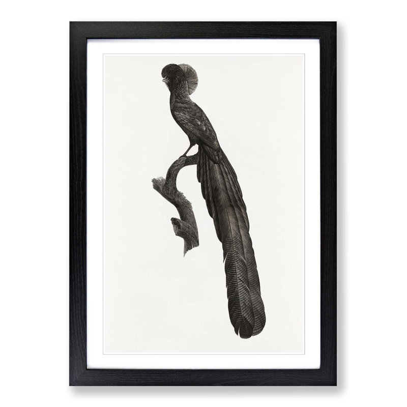 Magpie Bird of Paradise by Jacques Barraband - Picture Frame Art Print, 65cm H x 48cm W x 2cm D, Black Framed