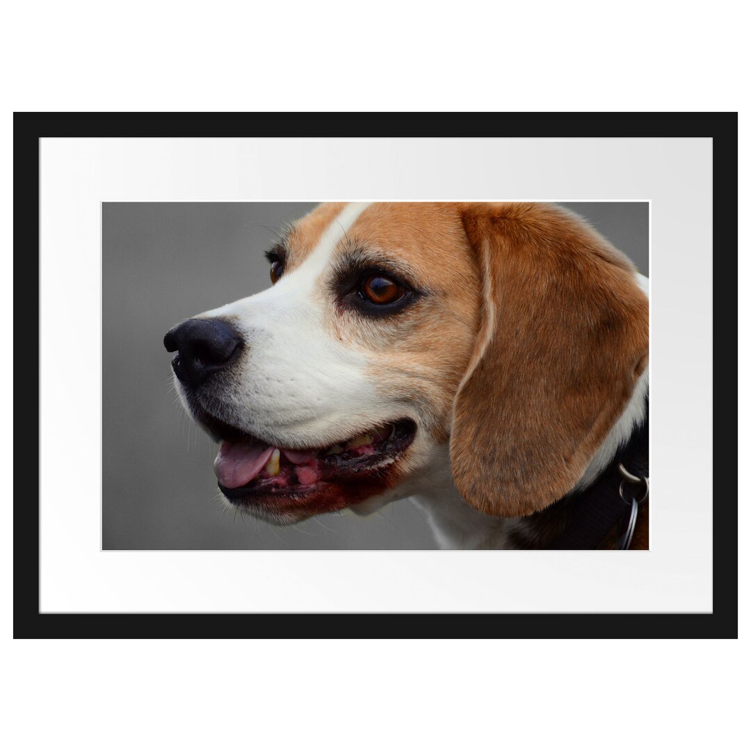 Gerahmter Fotodruck Beagle Side Profile