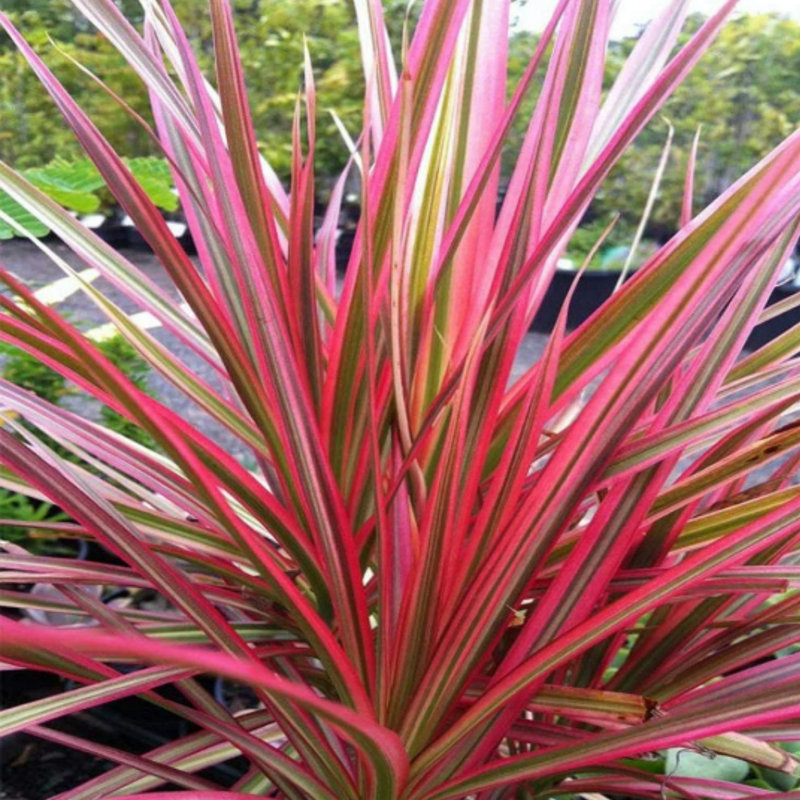 American Plant Exchange Dracaena Dragon Tree - Thumbnail 3