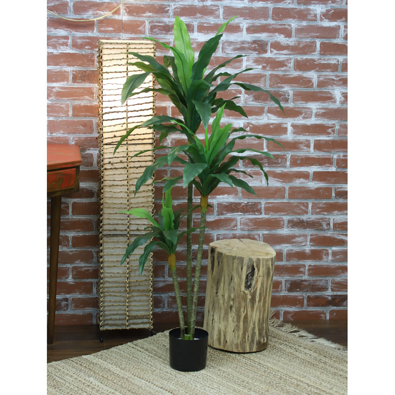 48 po plante Dracena