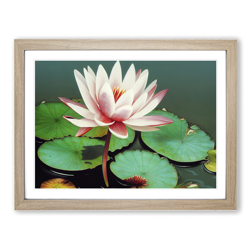Serene Water Lily Flower - Framed Print, 46cm H x 64cm W x 2cm D, Oak