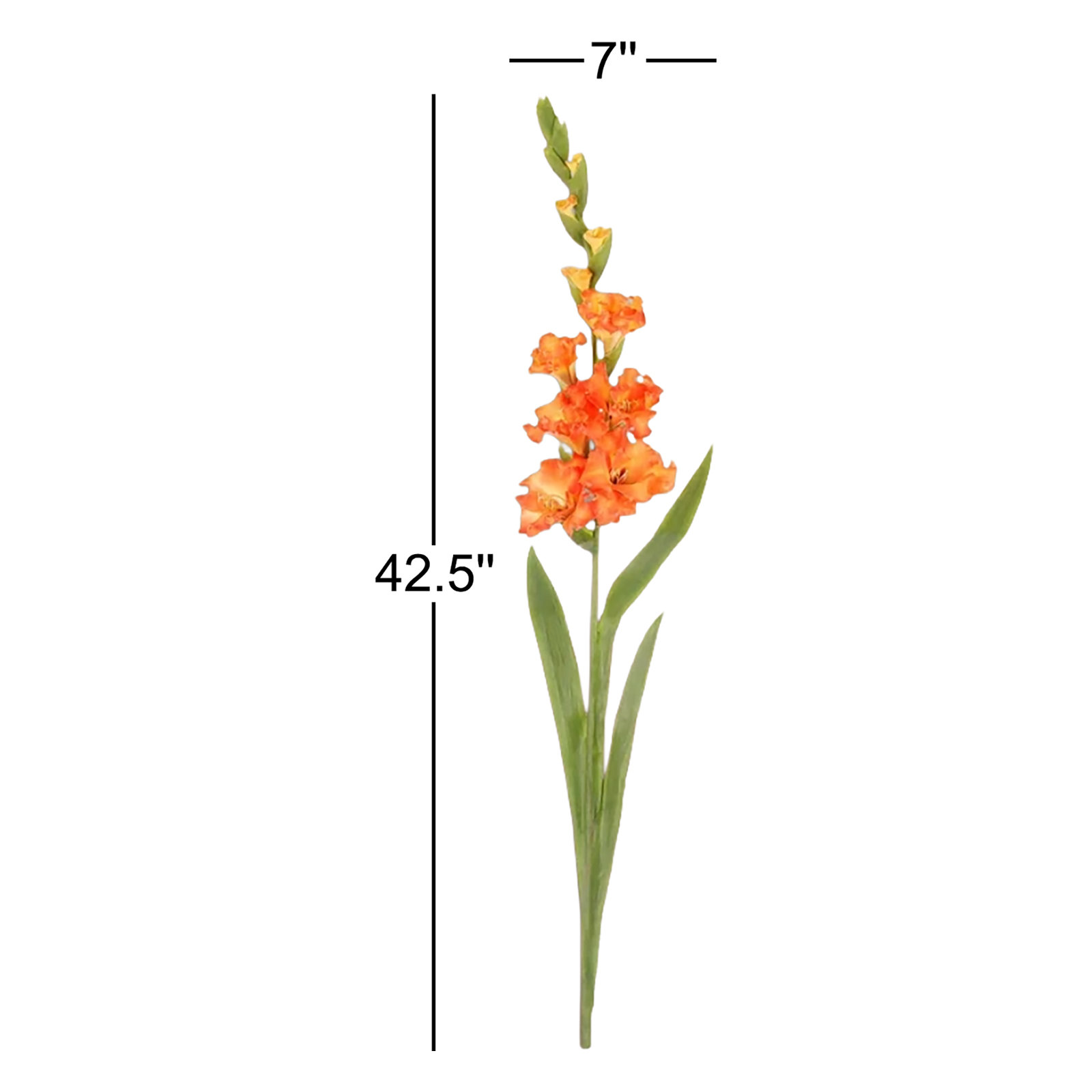 Gladiolus Floral Stems