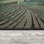 Tapis intérieur / extérieur Deirdre Jungle Design avec palmiers verts-731651543