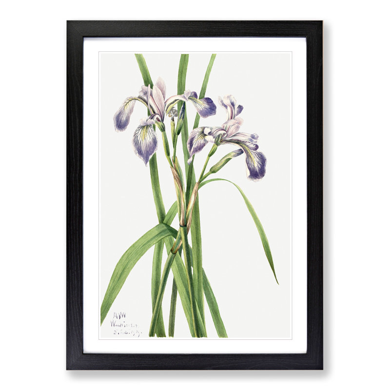 Blueflag Iris by Mary Vaux Walcott - Picture Frame Painting, 48cm H x 36cm W x 2cm D, Black Framed