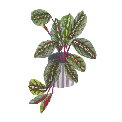Plante de prière II