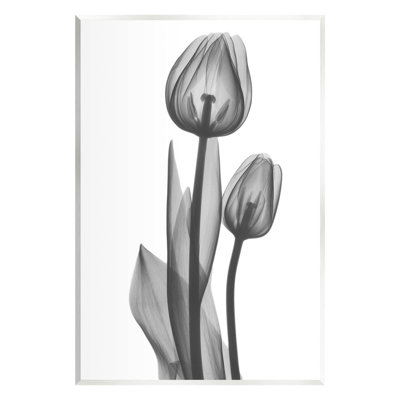 " Contemporary Transparent Tulip " by Albert Koetsier