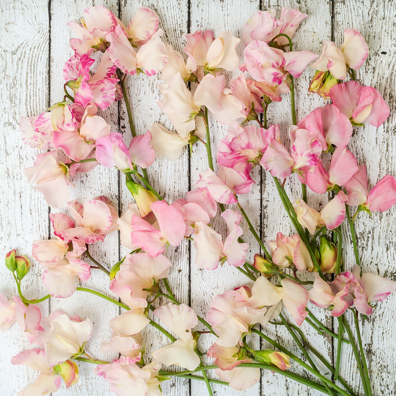 Sweet Peas, 91cm H x 91cm W x 3.8cm D