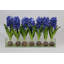 Orchids Centerpiece in Glass Planter-322954511-322954505