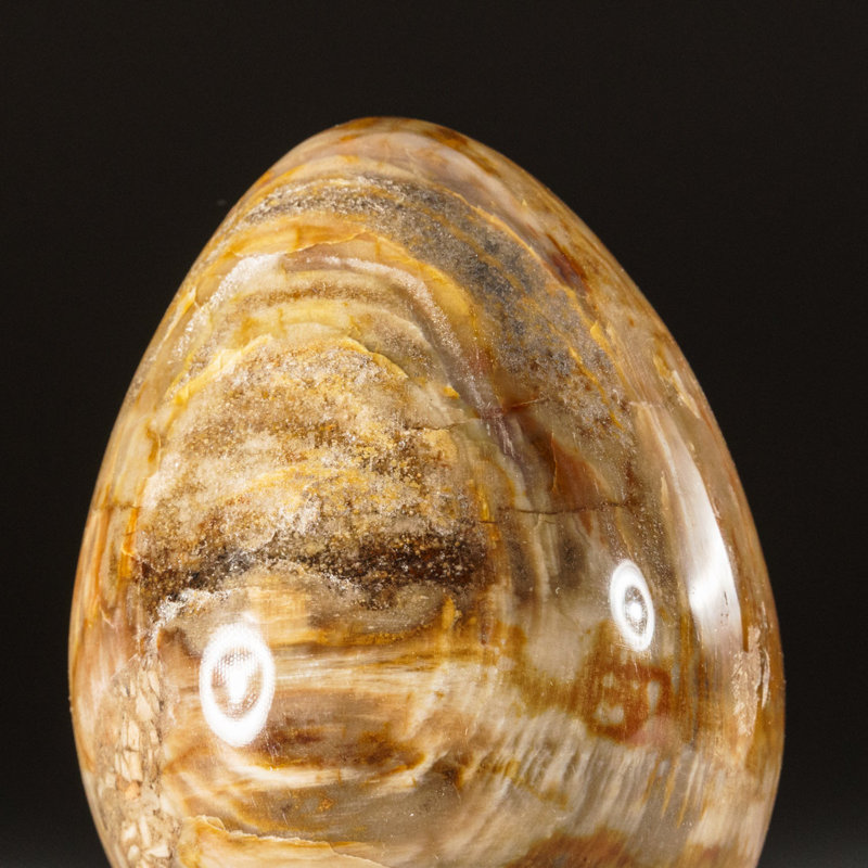 Petrified Wood Egg, Yellow/Brown, 3" H x 2" W x 2" D