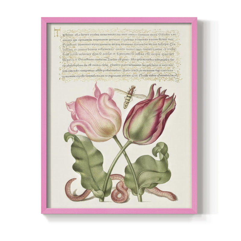 Hoefnagel Tropical Specimens X Framed Print - Solid Wood, 15" H x 12" W, Pink