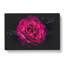 Fuscia Pink Carnation - Wrapped Canvas-56640173