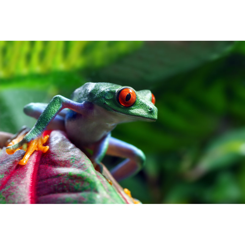 Red-Eyed Tree Frog by ABDESIGN - Wrapped Canvas Print, 20cm H x 30cm W