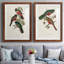 Impression encadrée Elegant Trogons V-Premium - prêt à être accroché-477103864-477103846