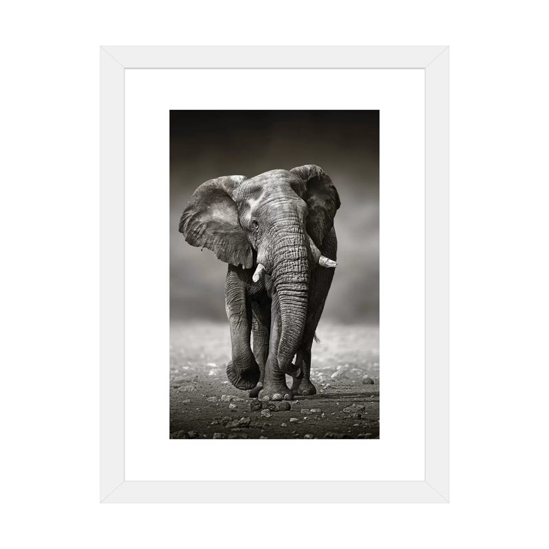Éléphant approche de l'avant par Johan Swanepoel - reproduction de photo, H 24 po x l 16 po x P 1 po, Papier encadré blanc