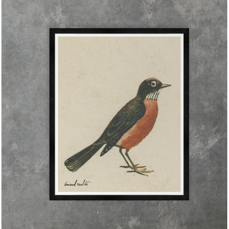 Moulton Collection " American Robin "