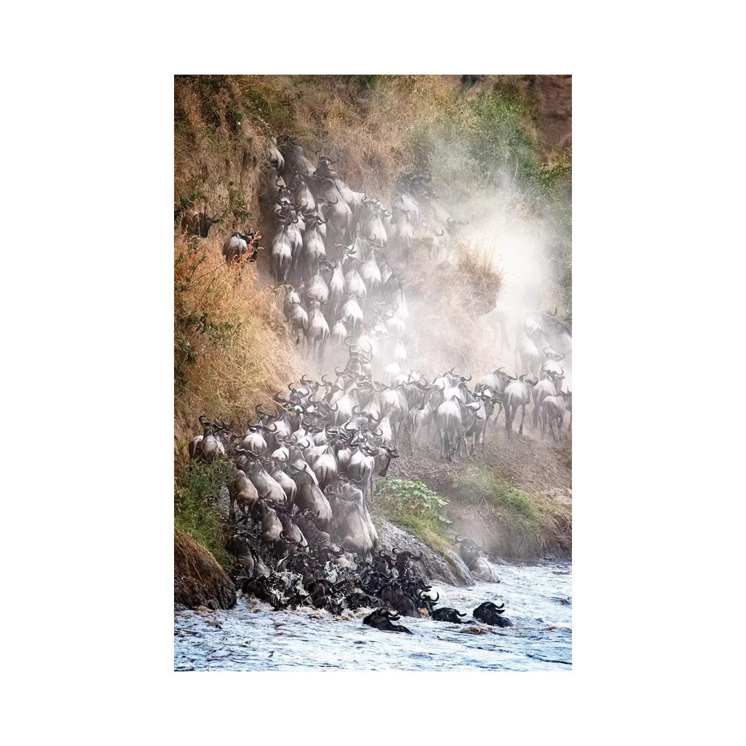 Wildebeest Climbing Up Mara River Bank von Susan Richey - Gallery-Wrapped Canvas Giclée