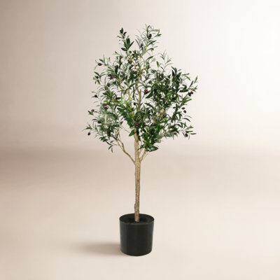 72" Olive Tree in Pot