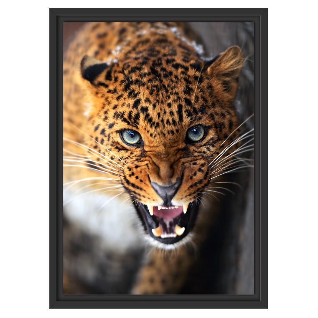 Gerahmtes Wandbild Fauchender Leopard