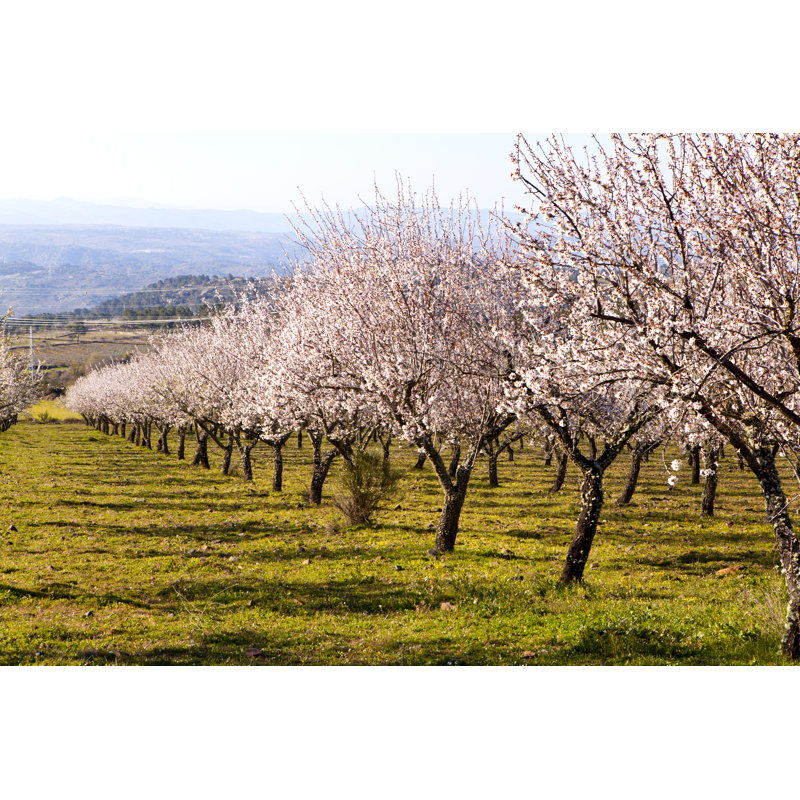 Amandiers en fleurs par Luisportuge, H 20 po x l 30 po
