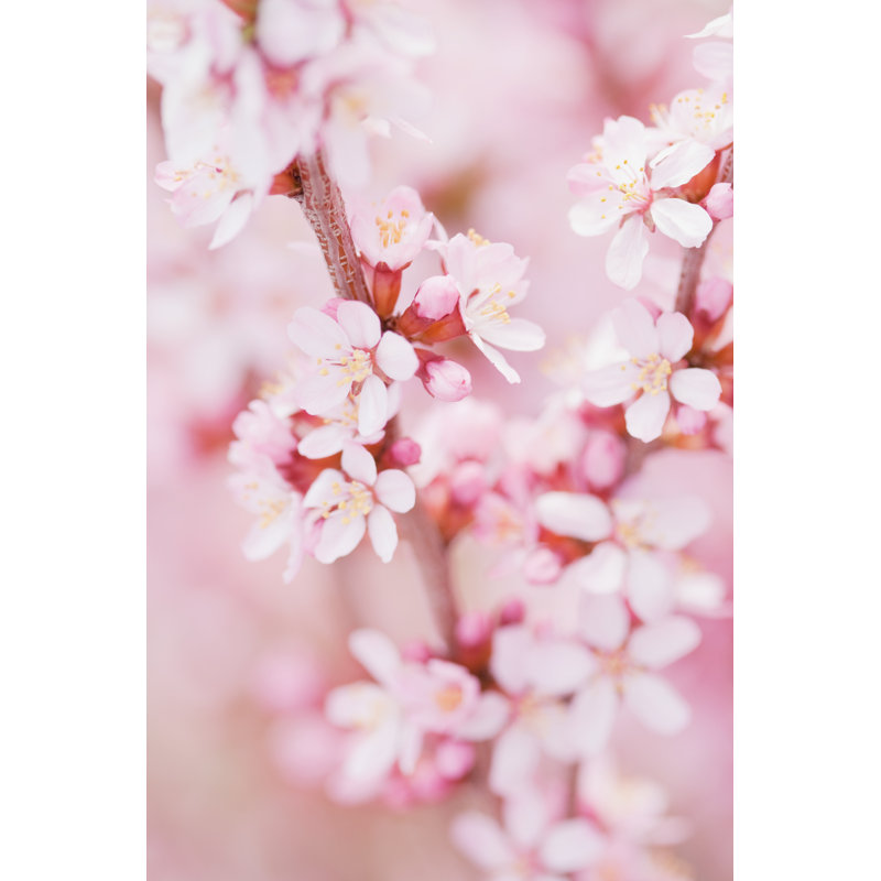 " Almond Flowers " by Anastasiaglazneva, 36" H x 24" W