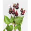 Artificial Montana Rose Hip 23.5"-1231080859-1231080858