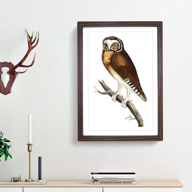 White-Fronted Owl by George Shaw - Picture Frame Painting Print, 36cm H x 27cm W x 2cm D, Walnut Framed