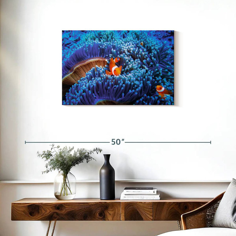 Bali sea anemone clownfish Aletra, H 20 po x l 30 po