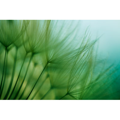 Macro Dandelion Seed by Jasmina007 - Wrapped Canvas Print