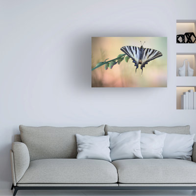 Jimmy Hoffman Chupa Leche Canvas Art