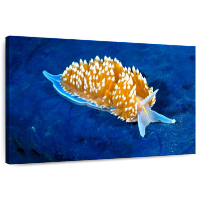 Glowing Nudibranch