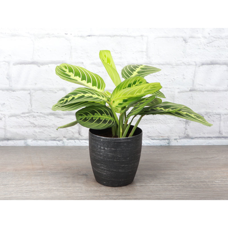 Live Lemon Lime Prayer Plant in Classic Pot, Silver
