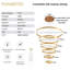 Divo 6 - Light Dimmable LED Chandelier-32827560