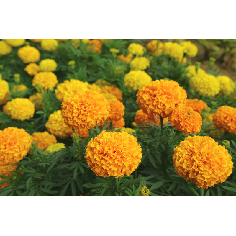 Marigold Flowers Field - Photographie sur toile tendue, H 12 po x l 18 po