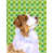 Australian Shepherd (Brown and Purple)