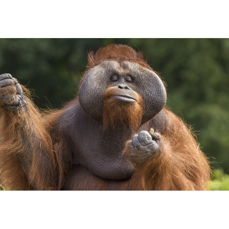 Orangutan - Wrapped Canvas Print, 51cm H x 76cm W x 3.8cm D