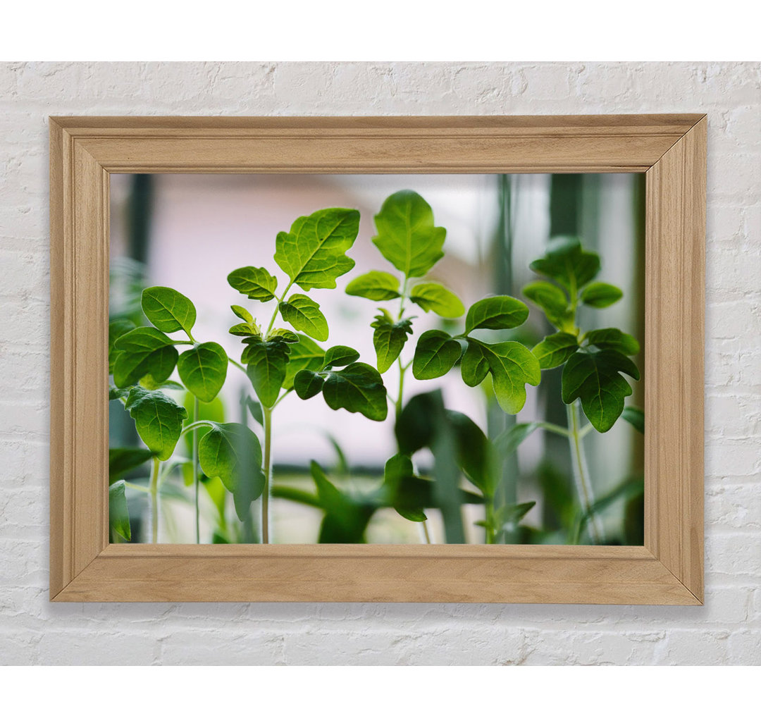 Baby Foliage Growing - Einzelner Bilderrahmen Kunstdrucke