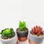 Annistin 14cm Plant